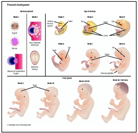 human pregnancy stages of development